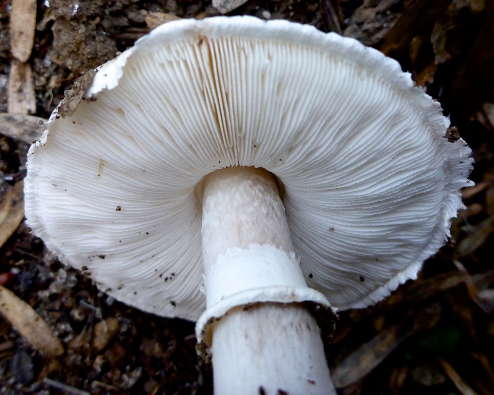 Leucoagaricus cupresseus image