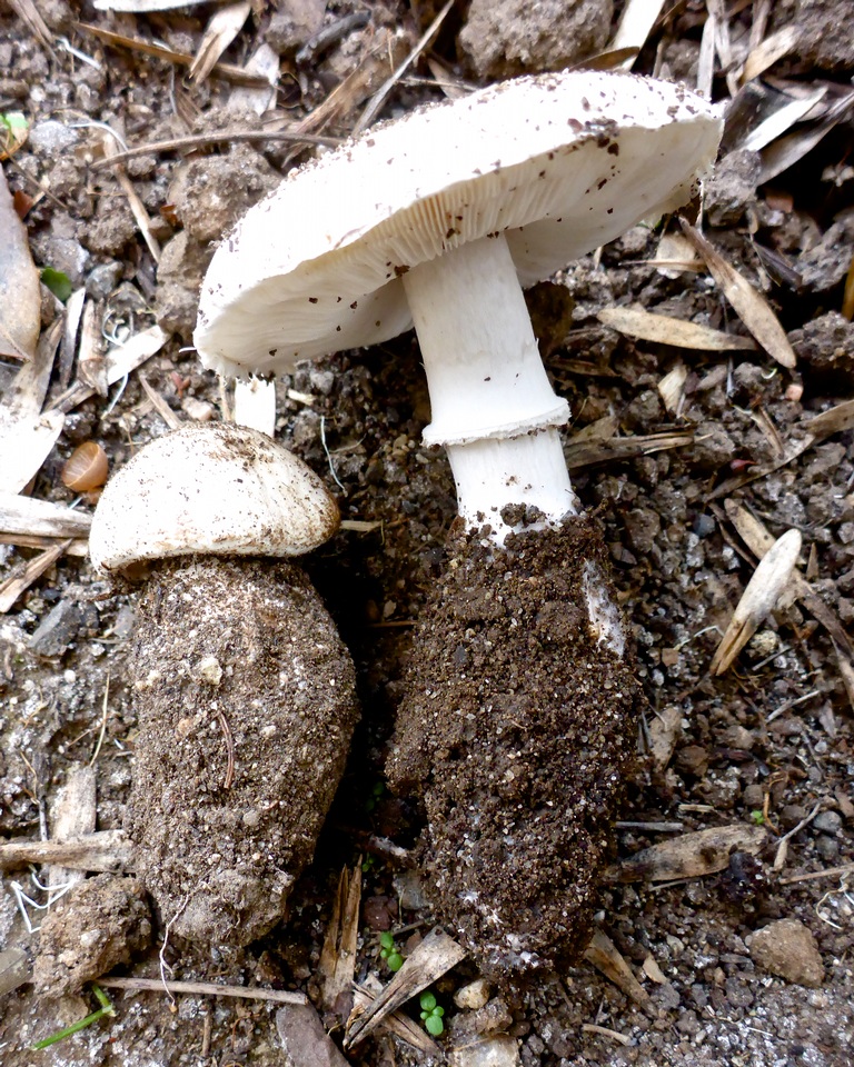 Leucoagaricus cupresseus image