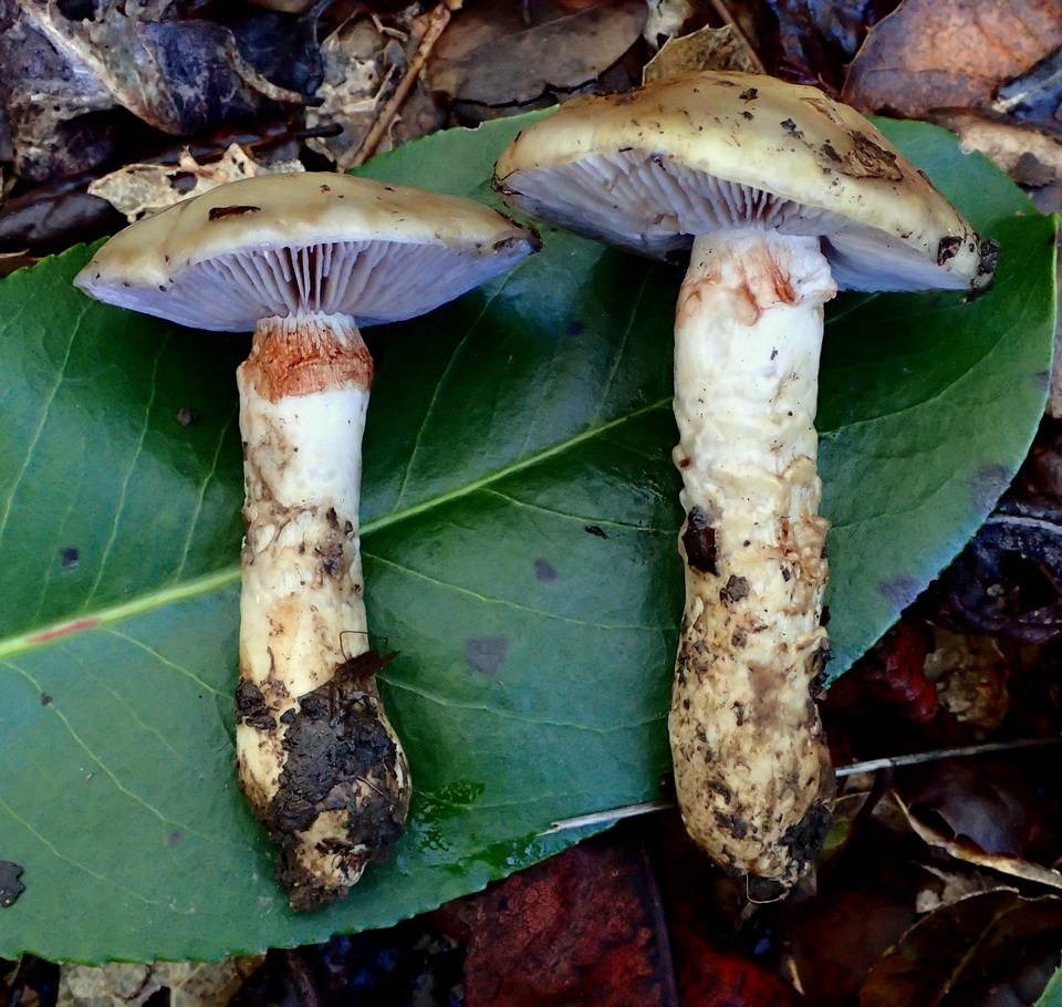 Cortinarius glutinosoarmillatus image
