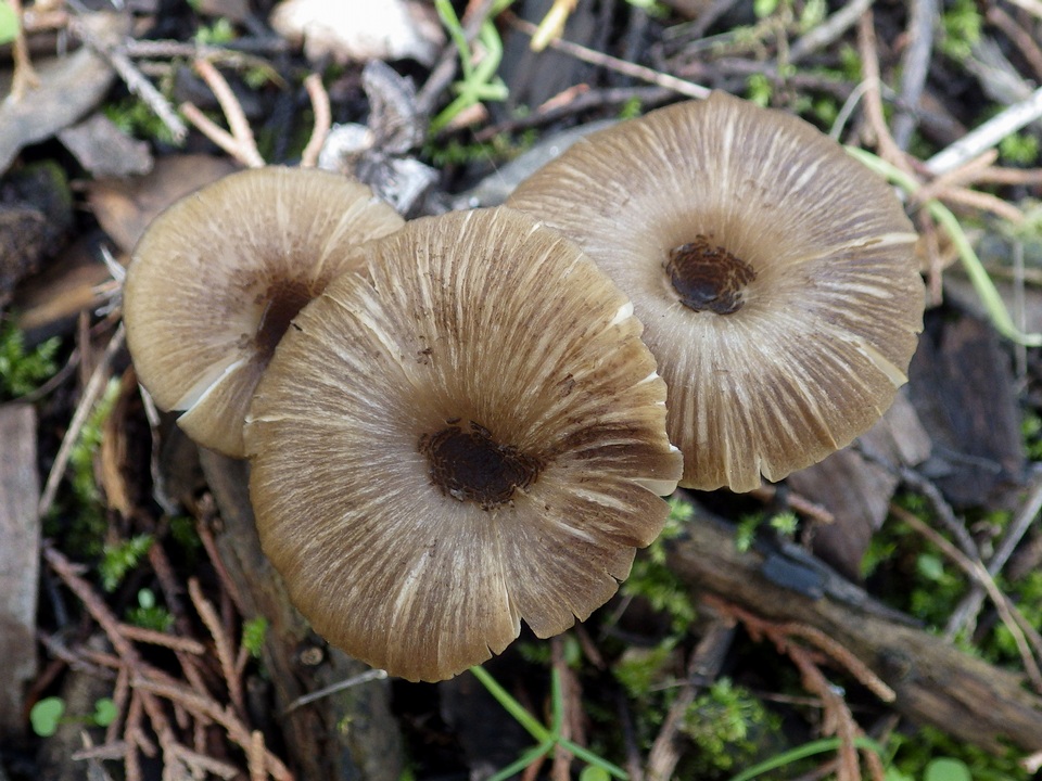 Entoloma chloropolium image