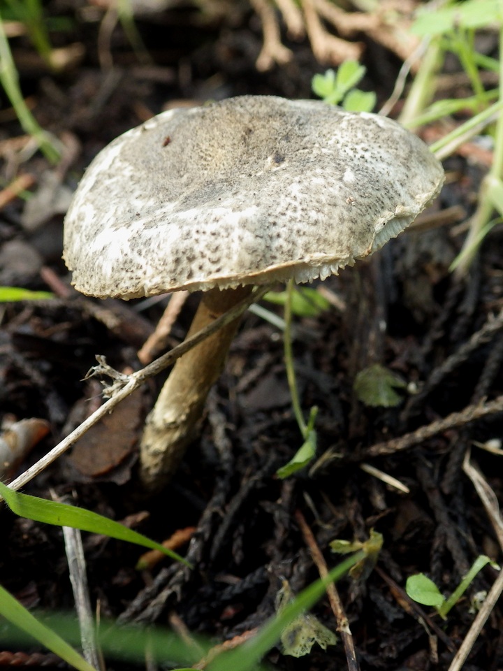 Lepiota griseovirens image