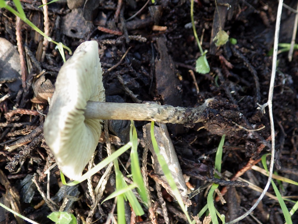 Lepiota griseovirens image