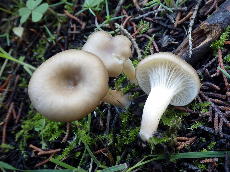 Clitocybe phaeophthalma image