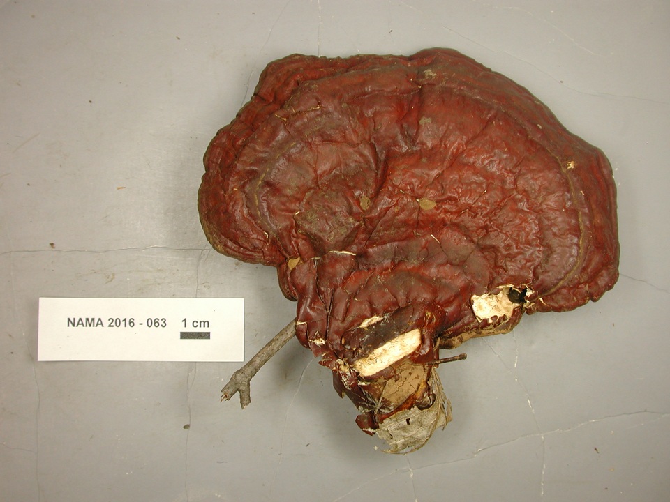 Trichoderma harzianum image