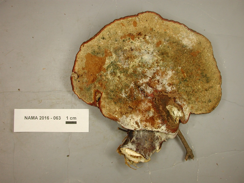 Trichoderma harzianum image