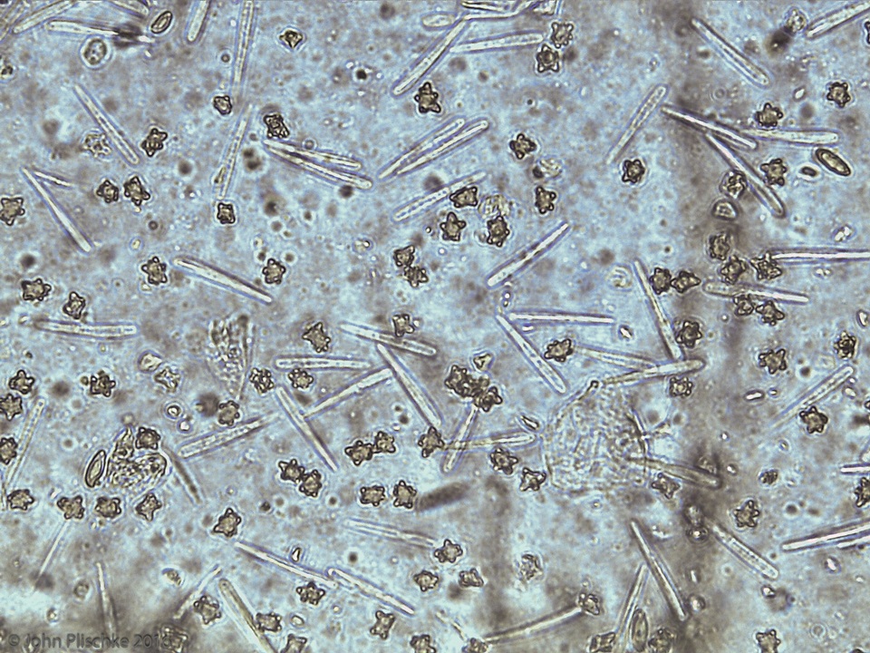 Mycena crocea image