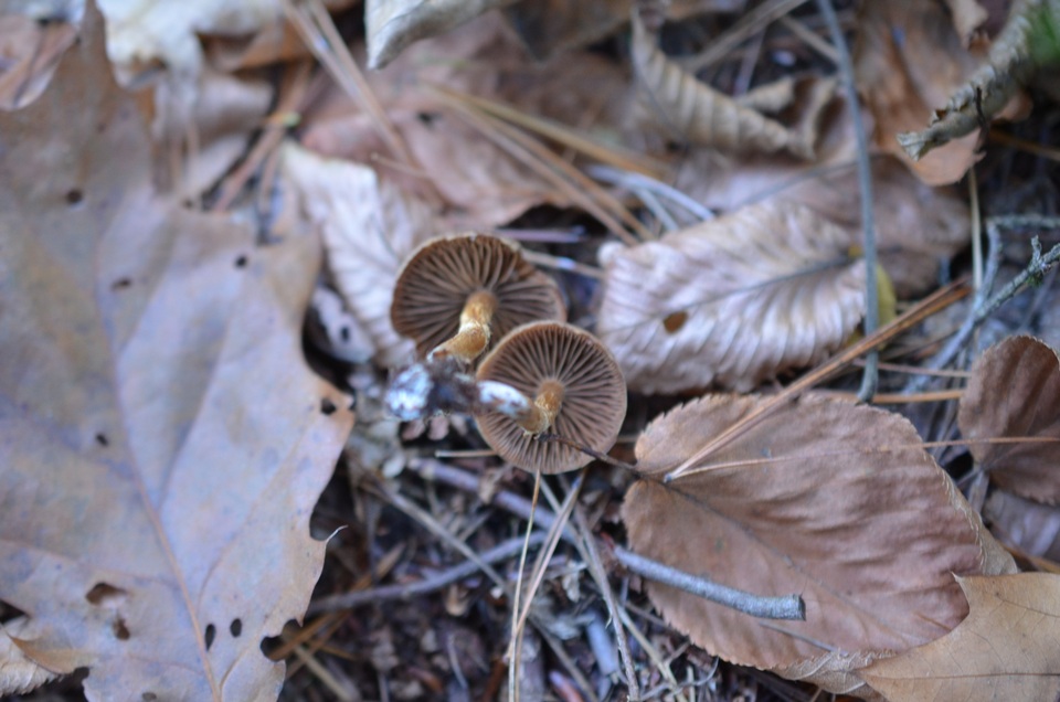 Inocybe grammata image