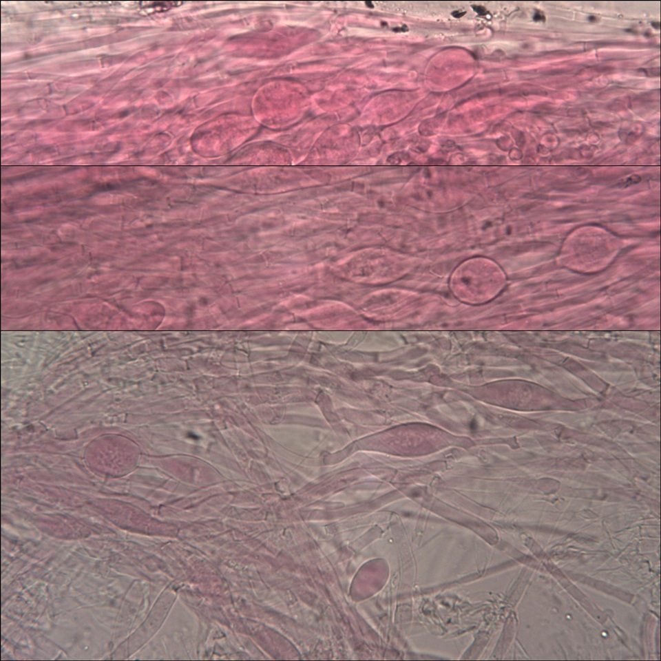 Clitocybe phaeophthalma image