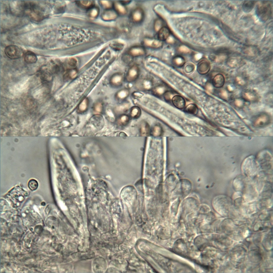 Inocybe langei image
