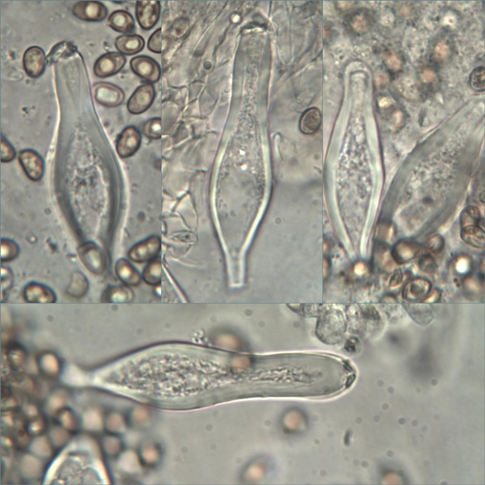 Inocybe langei image