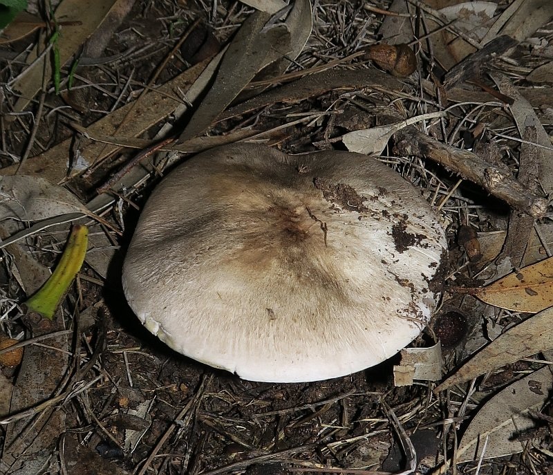 Agaricus pilatianus image