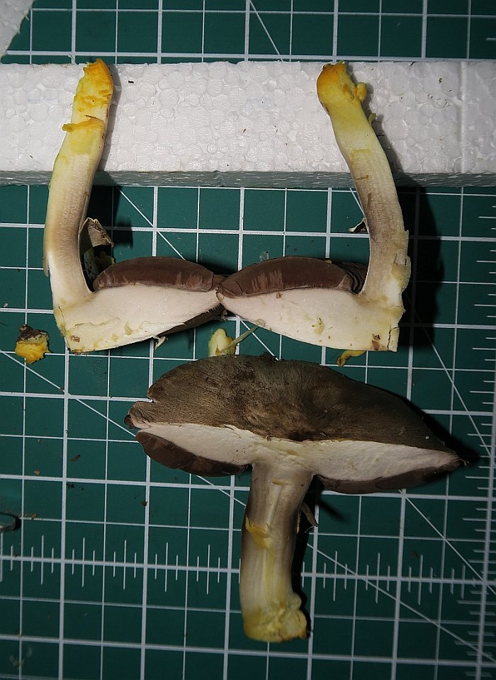 Agaricus pilatianus image