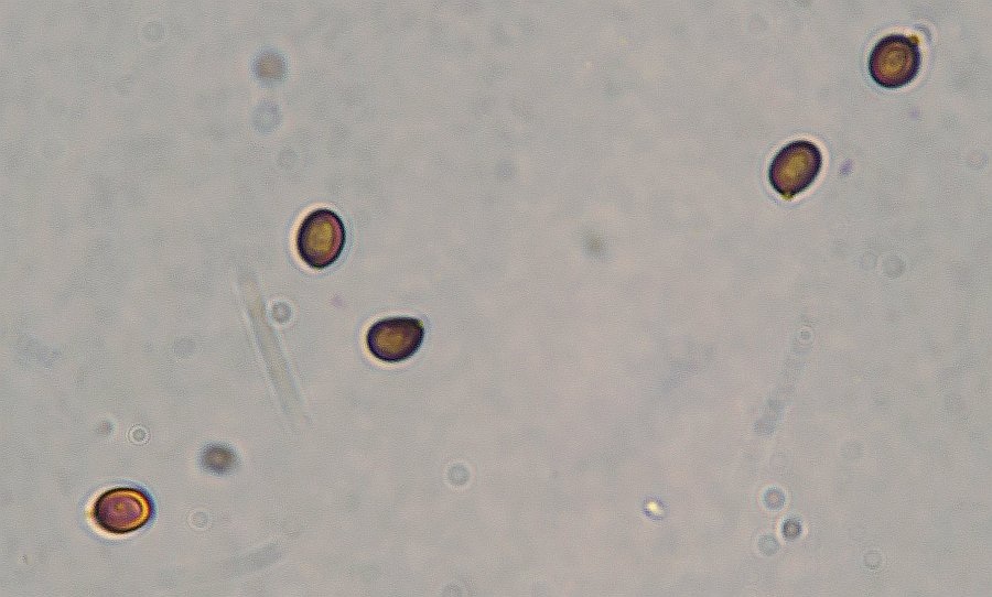 Agaricus pilatianus image