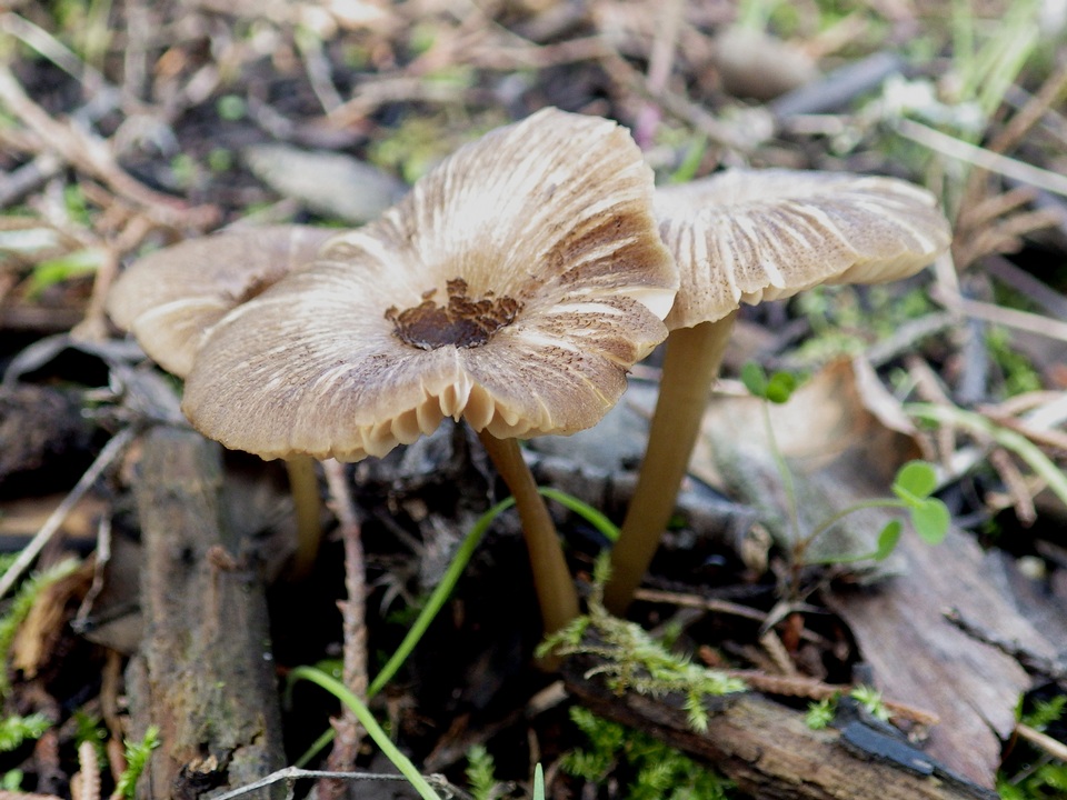 Entoloma chloropolium image