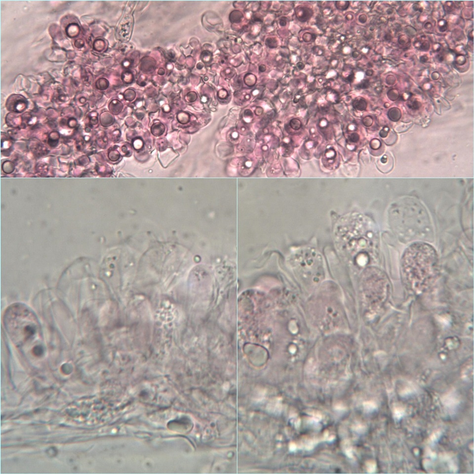 Entoloma chloropolium image