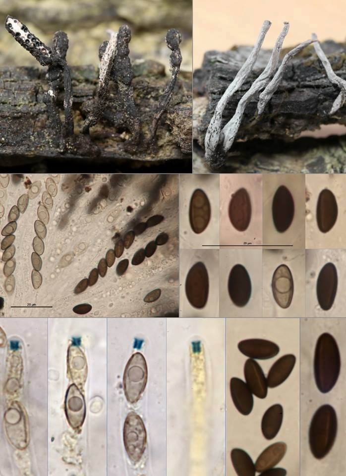 Xylaria longiana image
