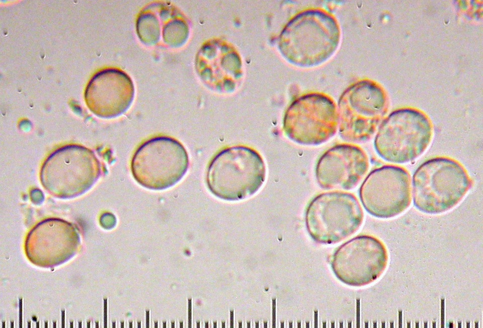 Tricholoma nigrum image