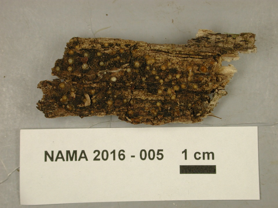 Helicogloea compressa image