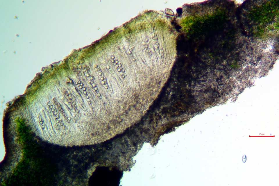 Aspicilia aquatica image