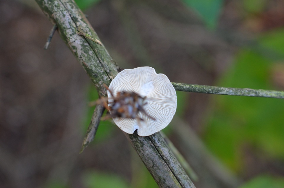 Leucocybe candicans image