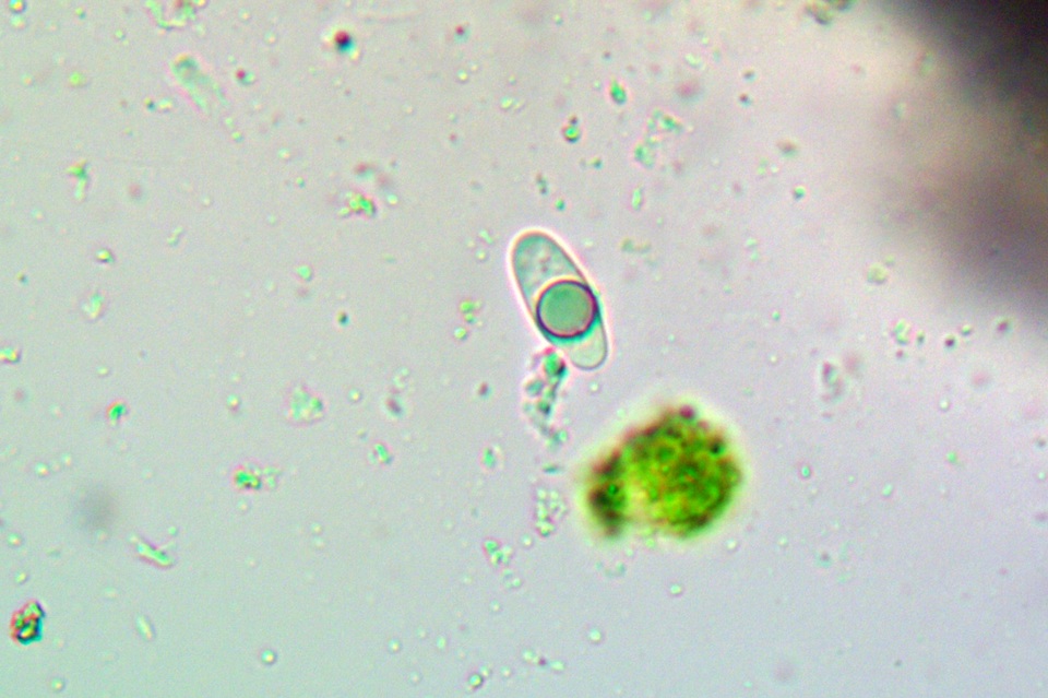 Ionaspis alba image