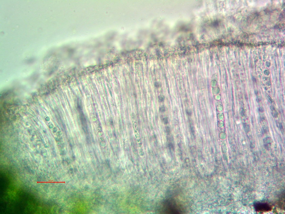 Ionaspis alba image