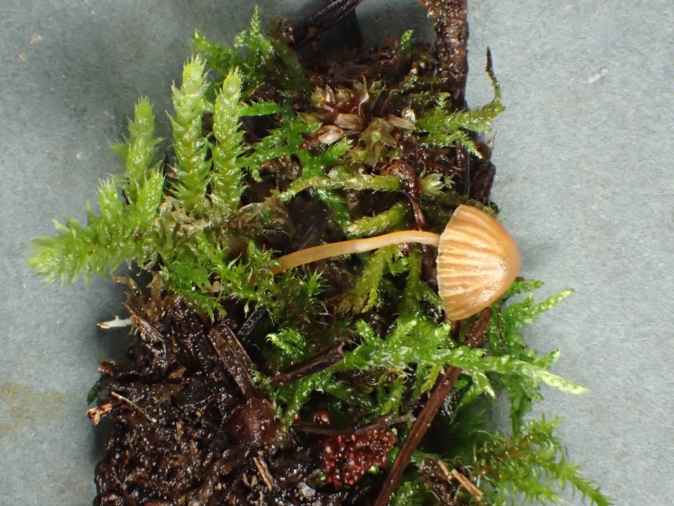 Galerina vittiformis var. albescens image