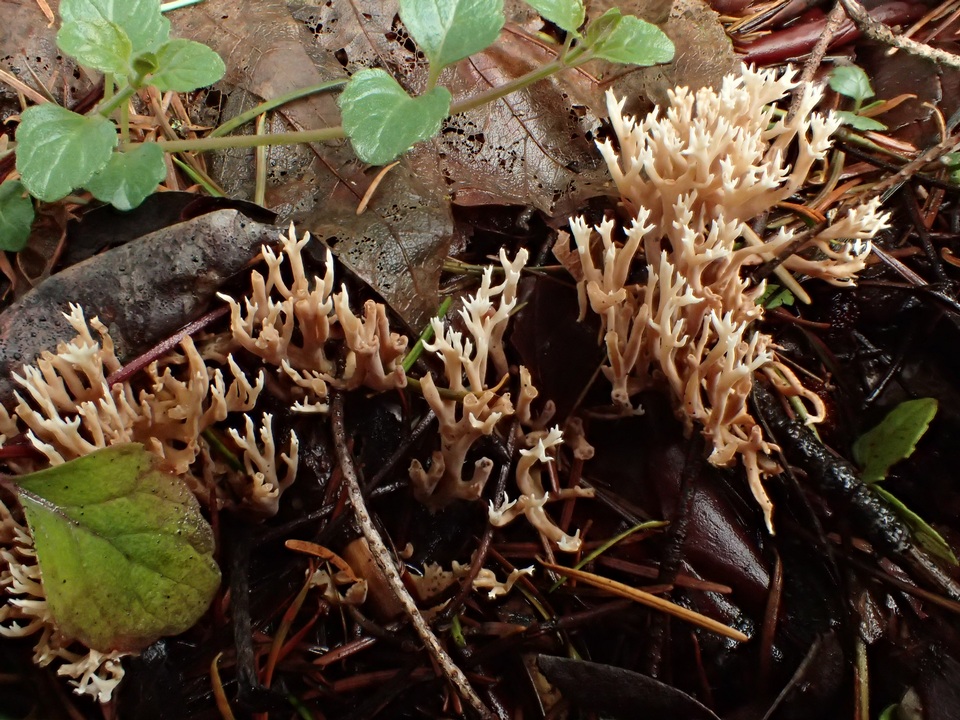 Ramaria pinicola image