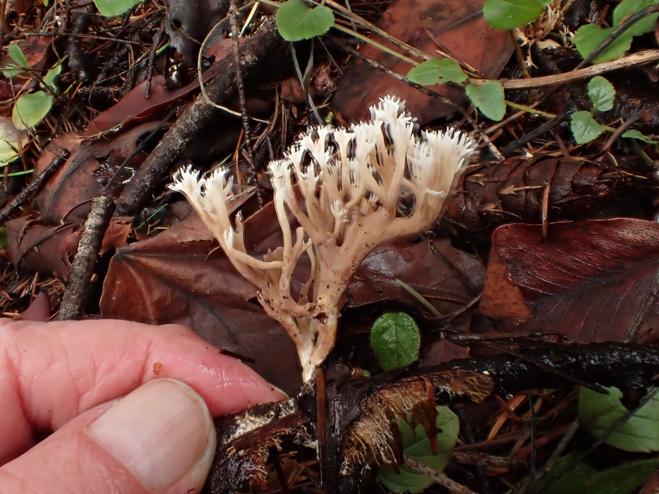 Ramaria pinicola image