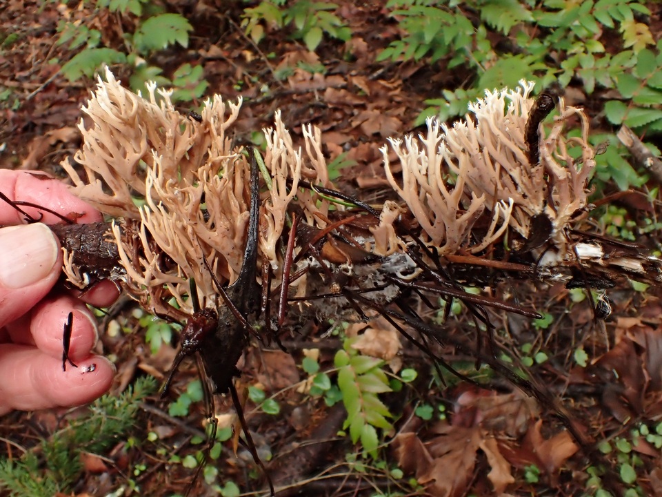 Ramaria pinicola image