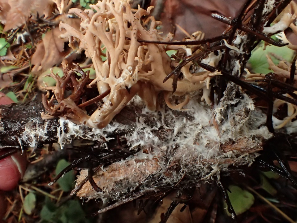 Ramaria pinicola image