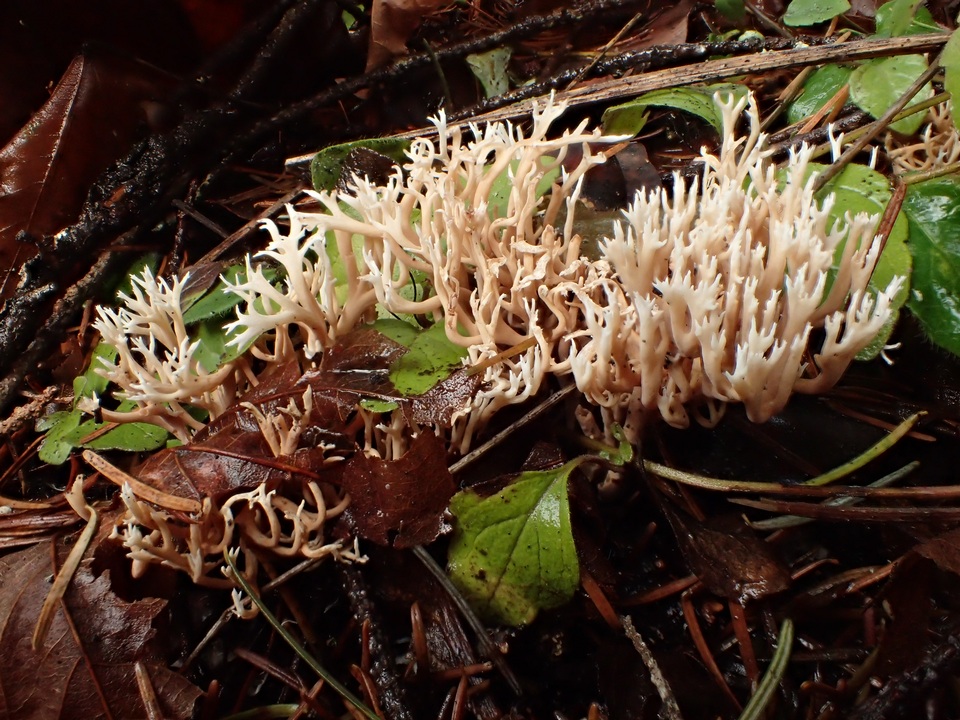Ramaria pinicola image