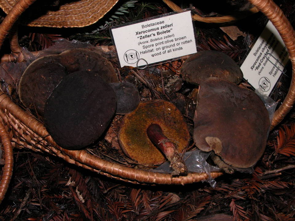 Xerocomus zelleri image