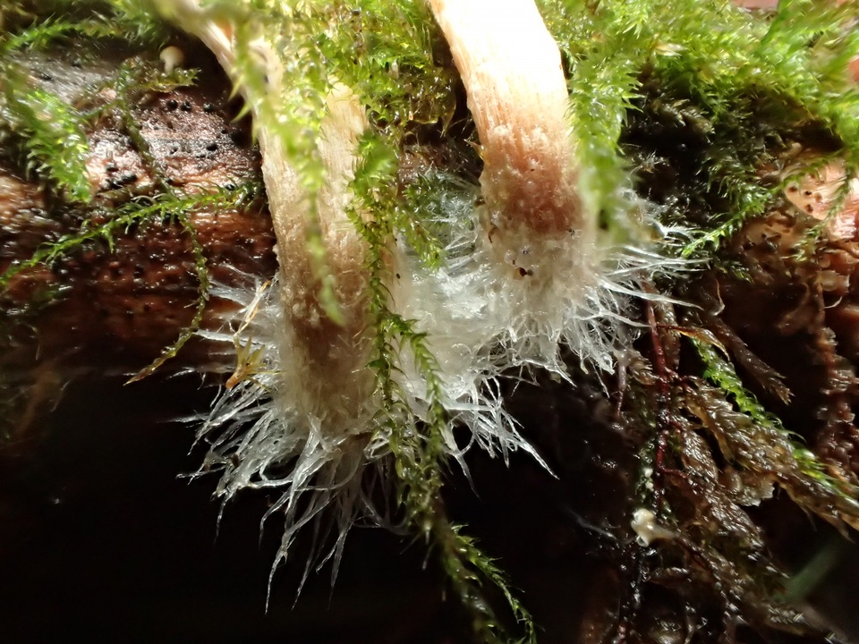 Pholiota decorata image