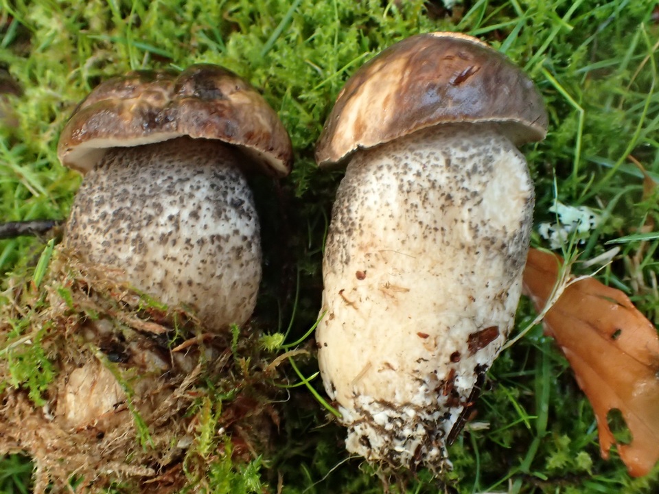 Leccinum scabrum subsp. scabrum image