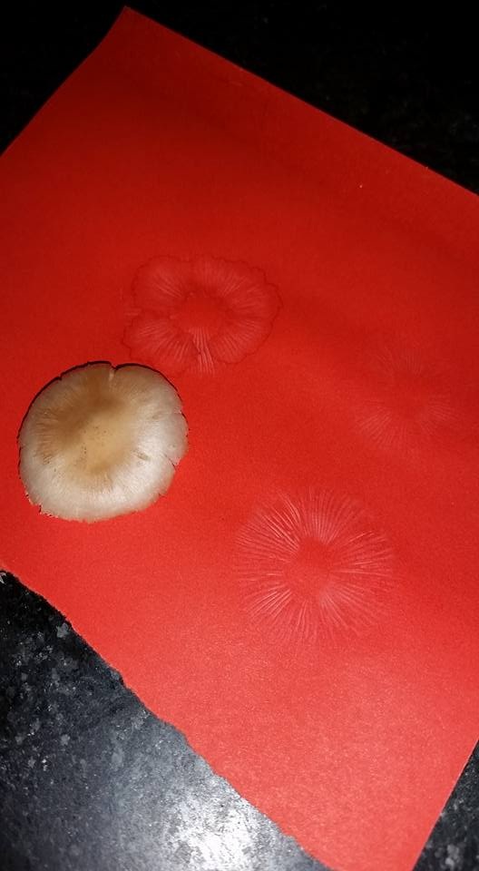 Leucoinocybe image