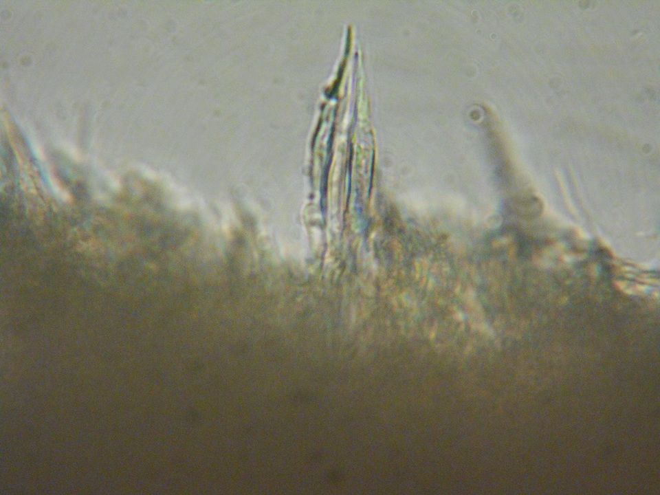 Phanerochaete laevis image