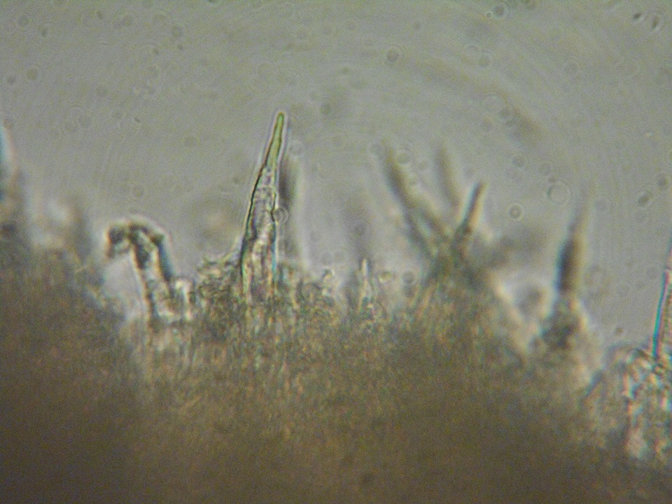 Phanerochaete laevis image