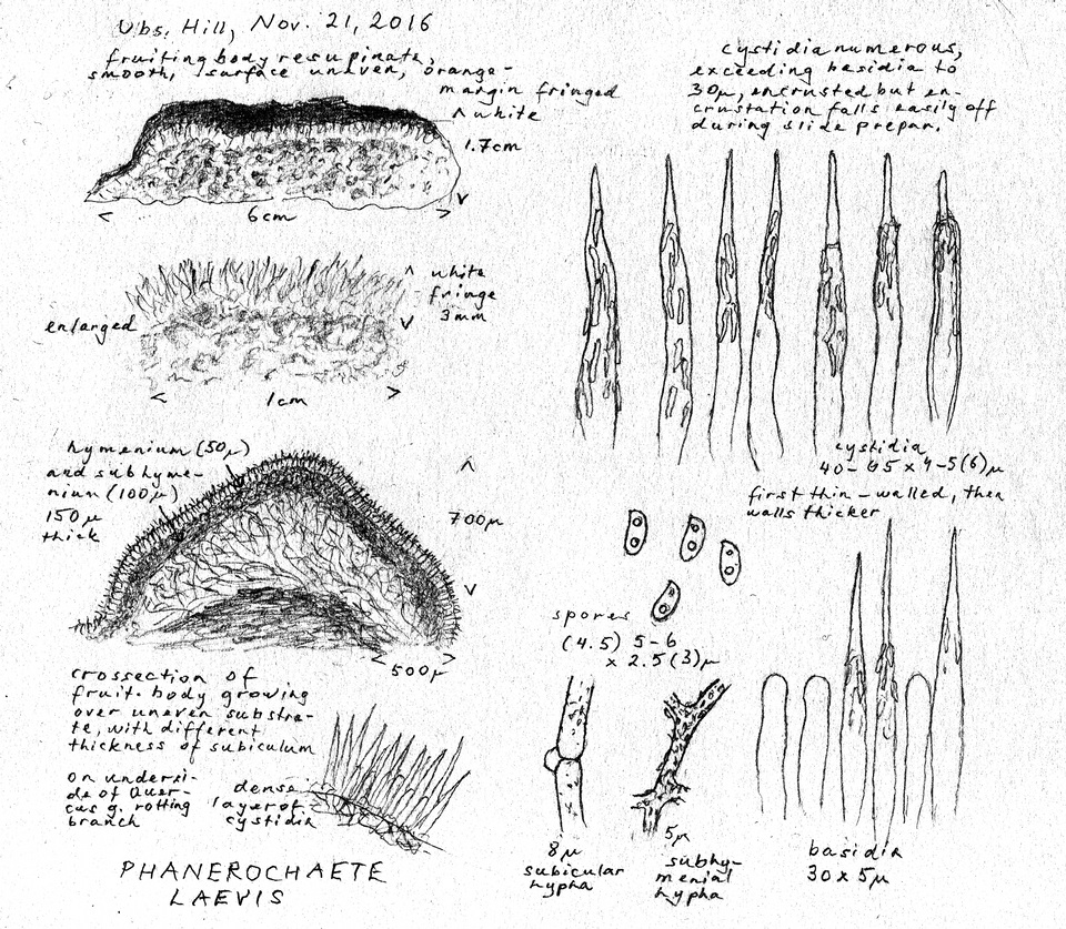 Phanerochaete laevis image