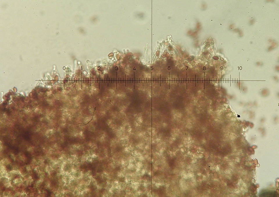 Galerina calyptrata image