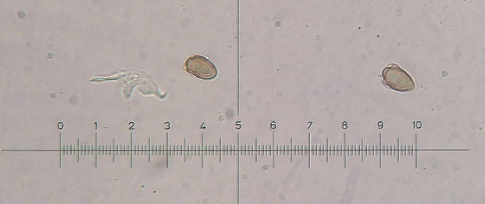 Galerina calyptrata image