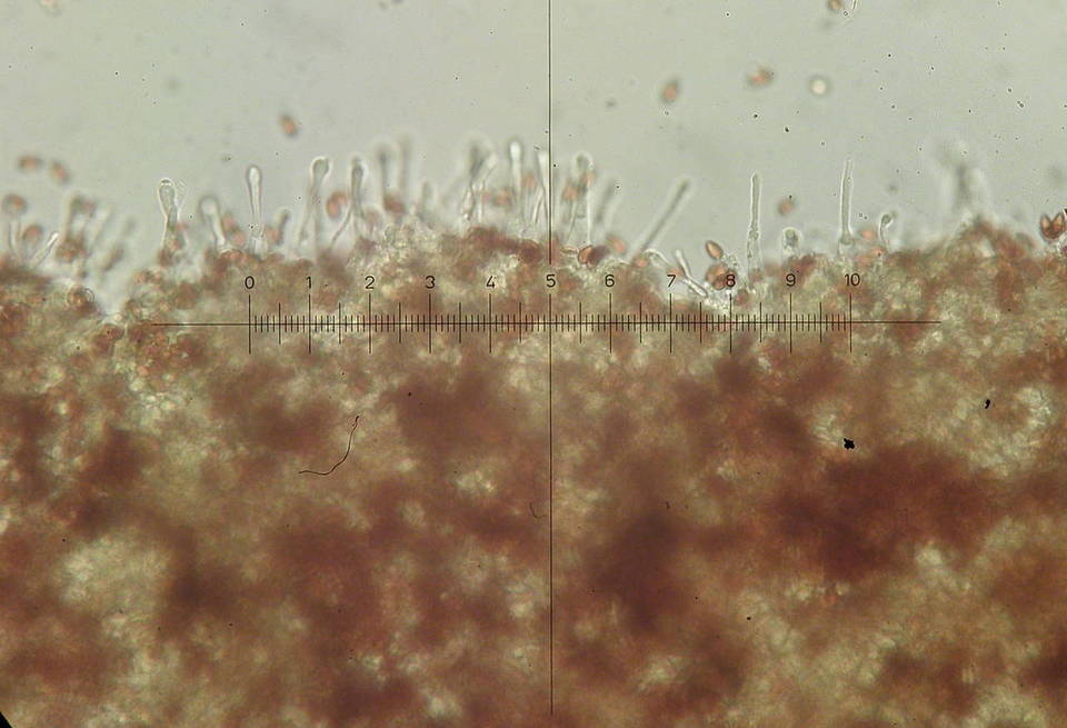 Galerina uncialis image