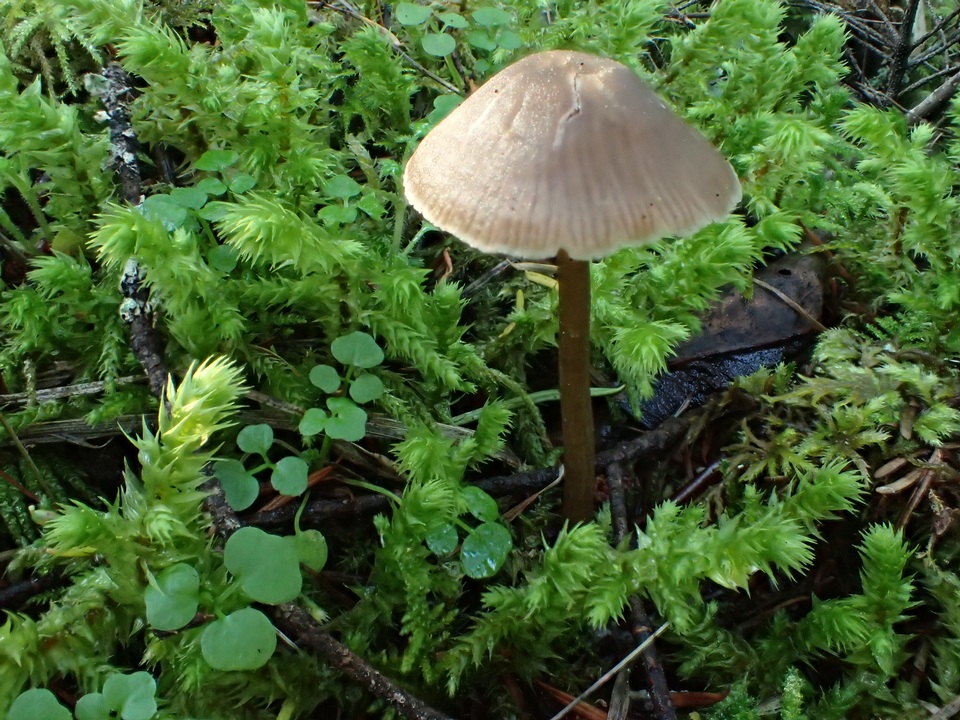 Entoloma lucidum image