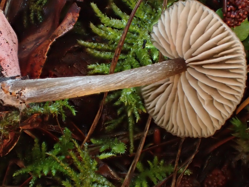 Entoloma lucidum image