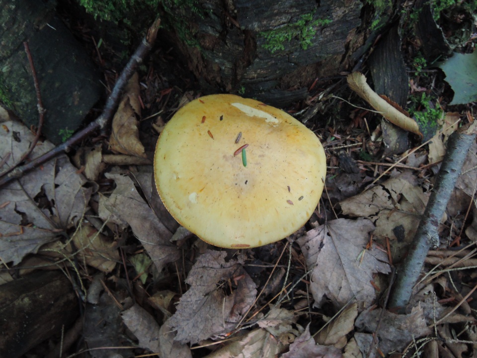 Cortinarius luteus image