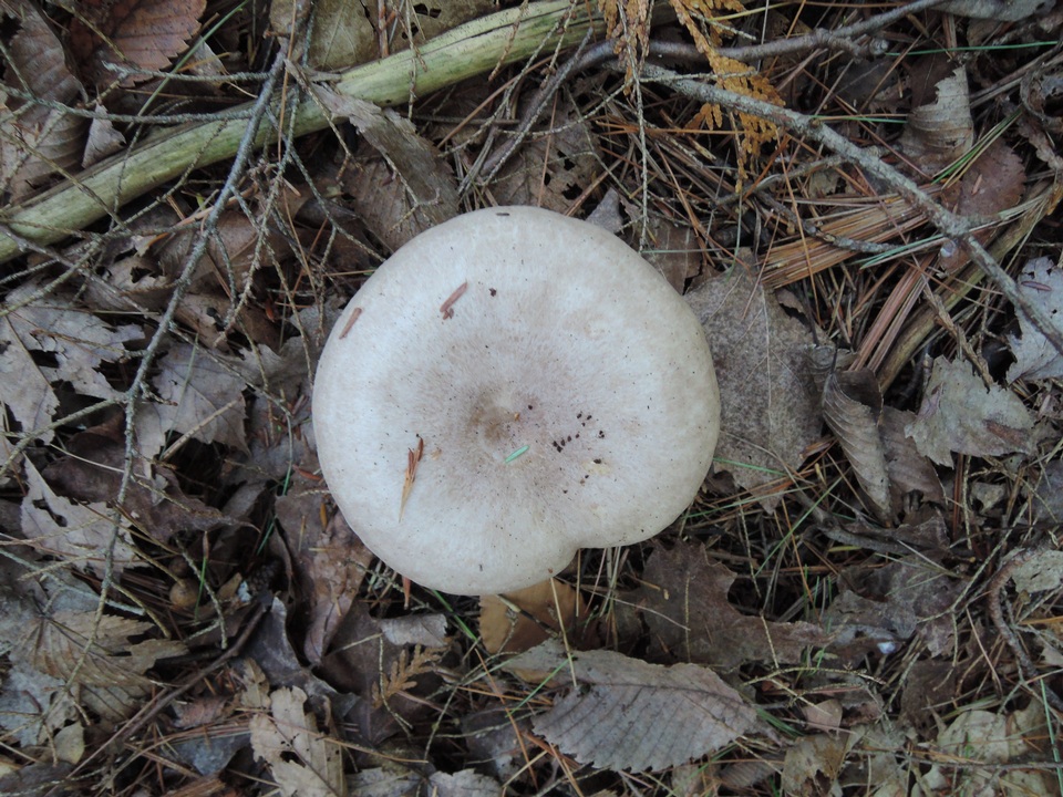 Lactarius pallescens image
