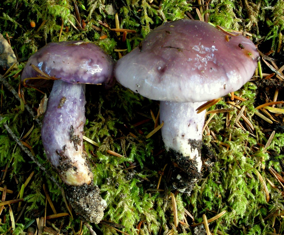 Cortinarius cylindripes image