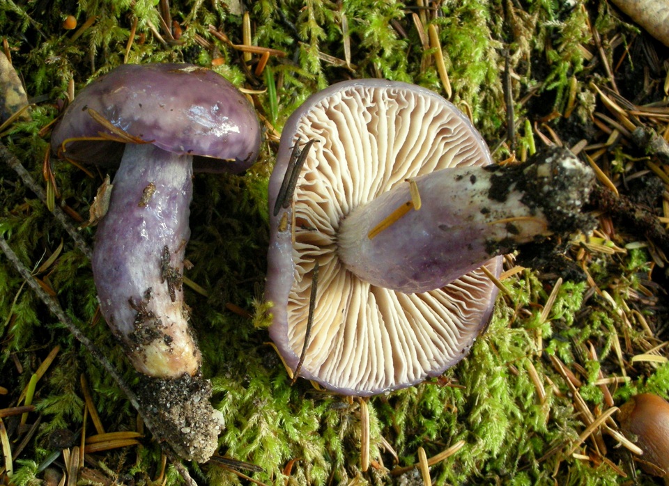 Cortinarius cylindripes image