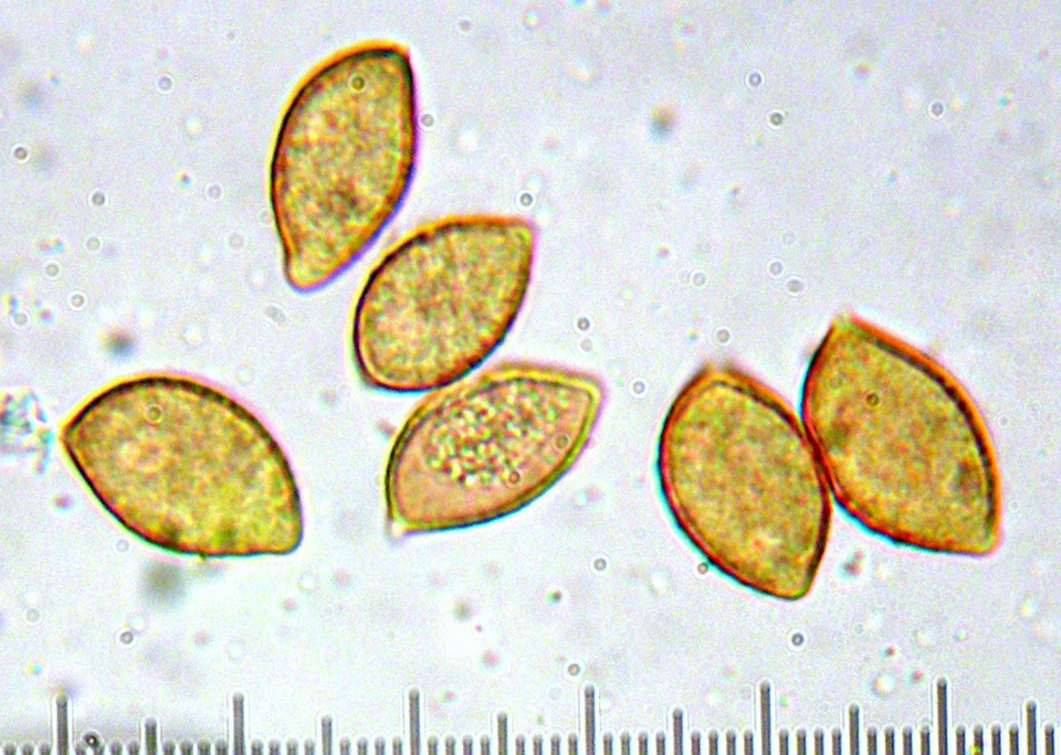 Cortinarius cylindripes image