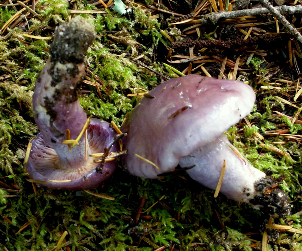 Cortinarius cylindripes image